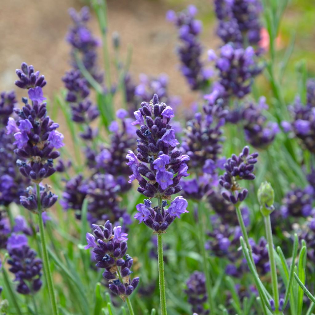 Echter Lavendel - Lavandula officinalis