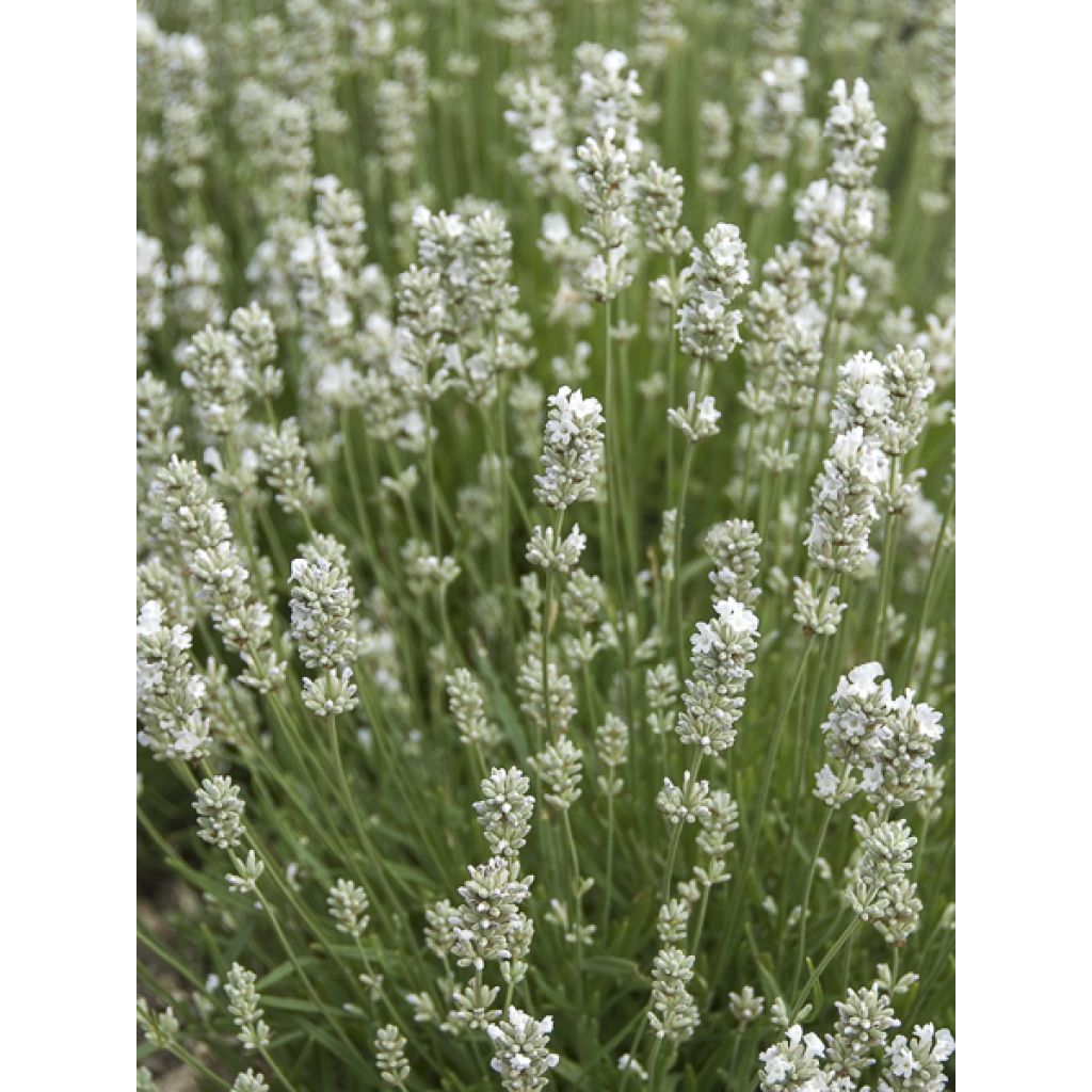 Lavande vraie Nana Alba -  Lavandula angustifolia
