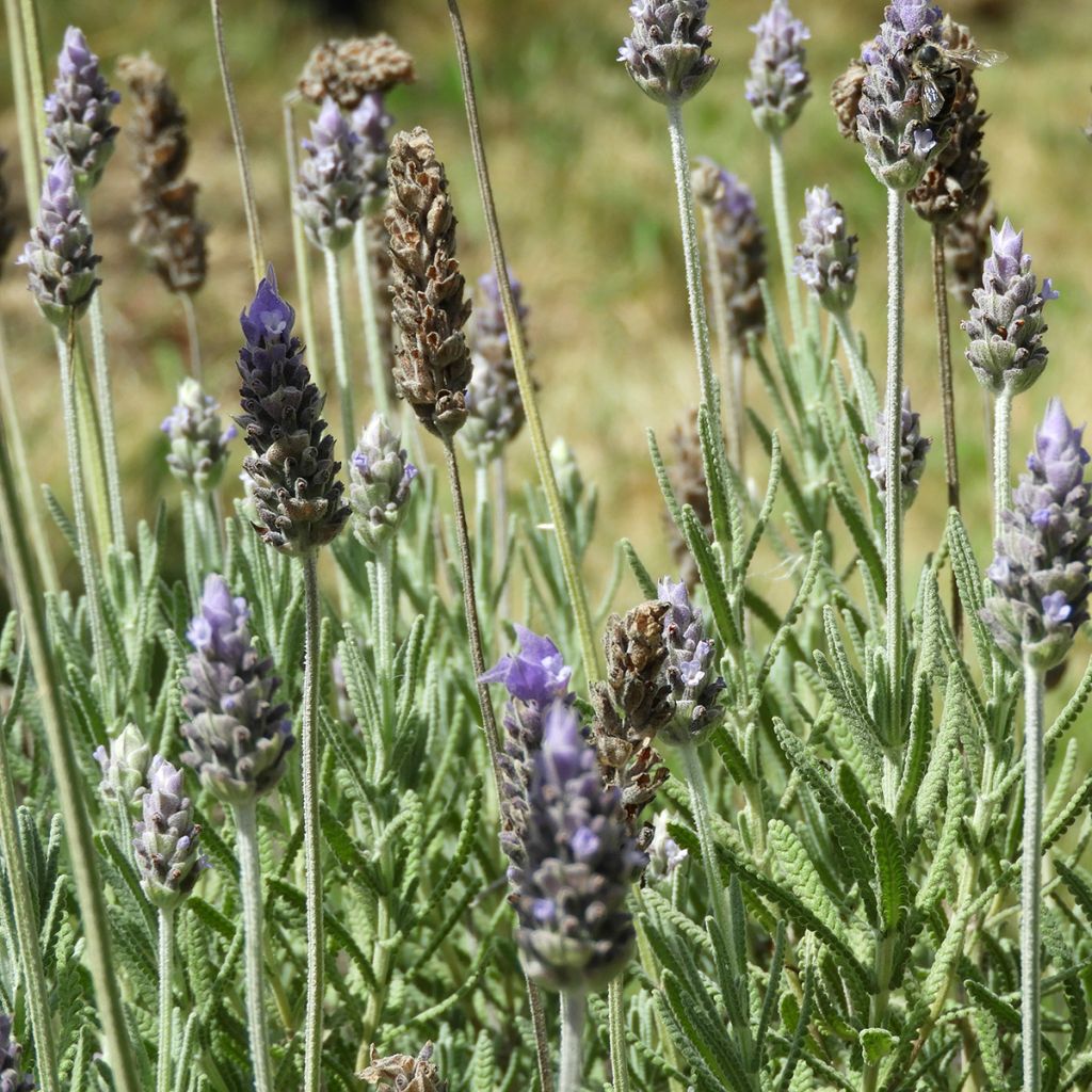 Lavandula dentata - Gezähnter Lavendel