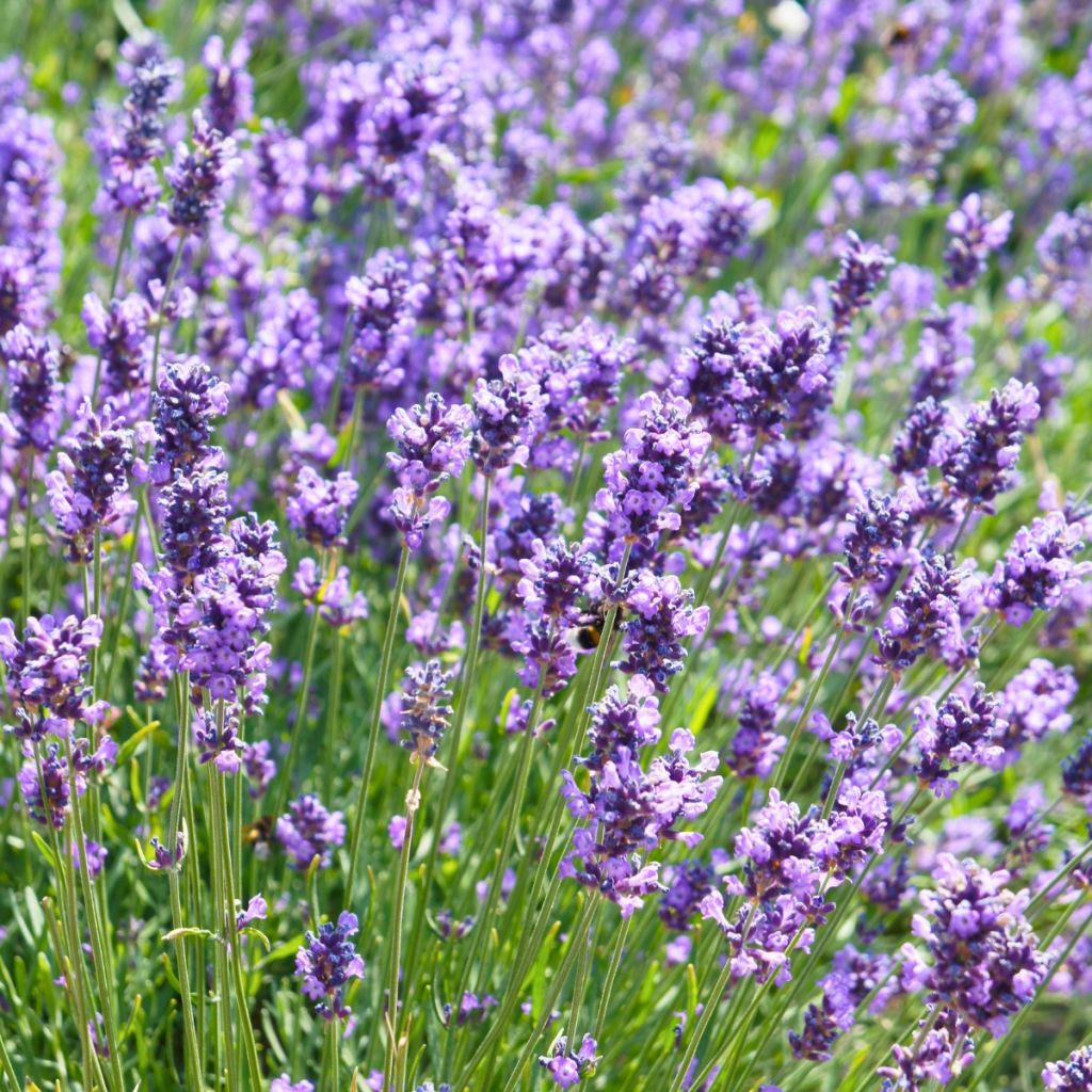 Lavandula angustifolia Hidcote - Echter Lavendel