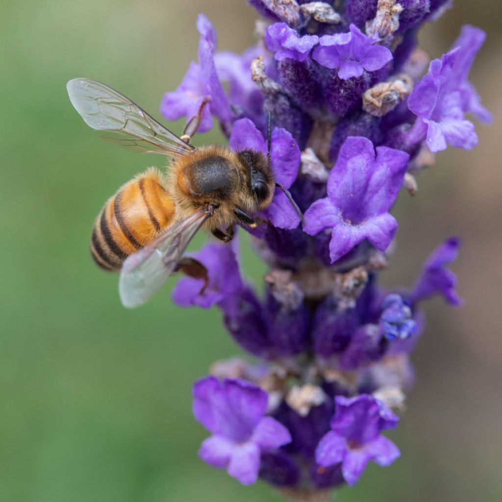 Lavandula angustifolia Hidcote - Echter Lavendel