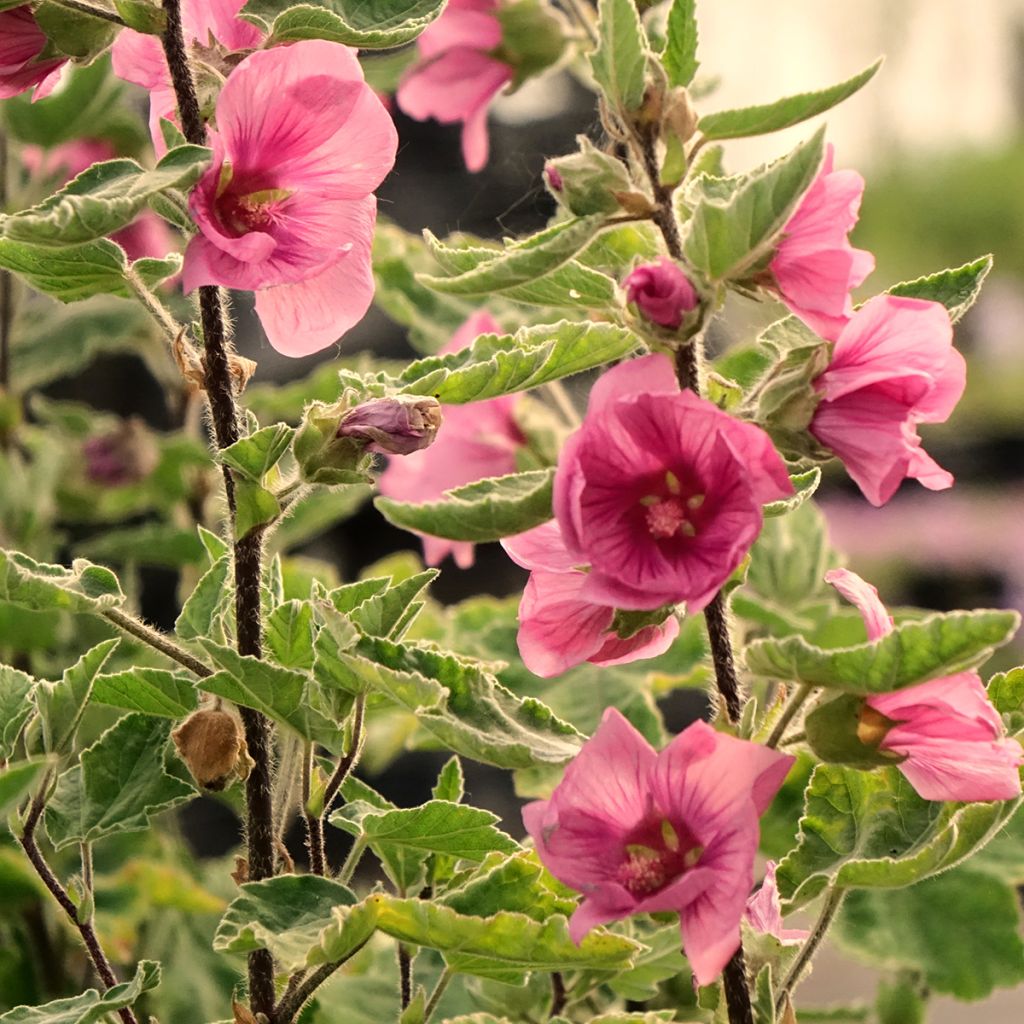 Lavatera thuringiaca Bredon Springs - Strauchpappel