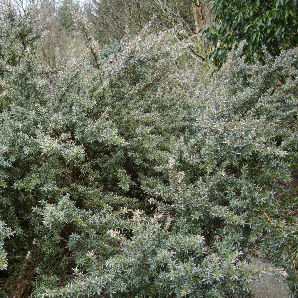 Leptospermum lanigerum Silver Sheen - Steinsame