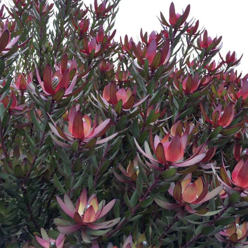 Leucadendron Safari Sunset