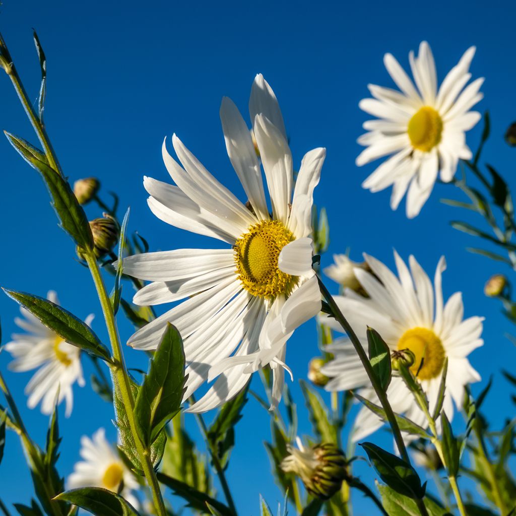 Leucanthemella serotina - Herbstmargerite