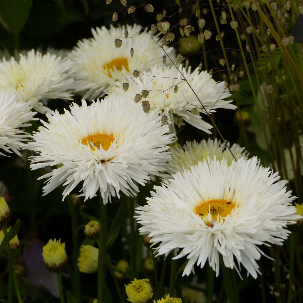 Großblumige Margerite Shapcott Summer Clouds - Leucanthemum