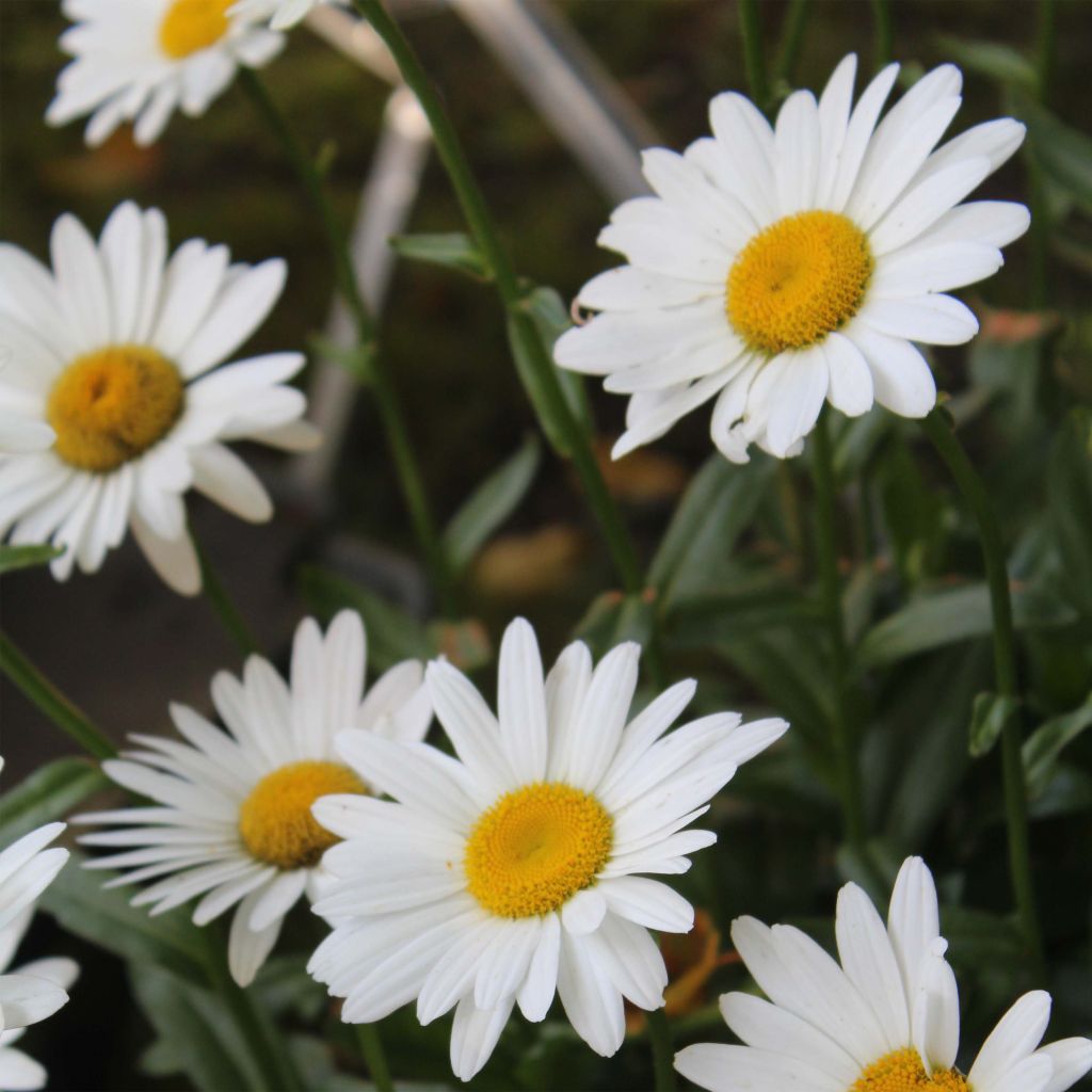 Großblumige Margerite Becky - Leucanthemum