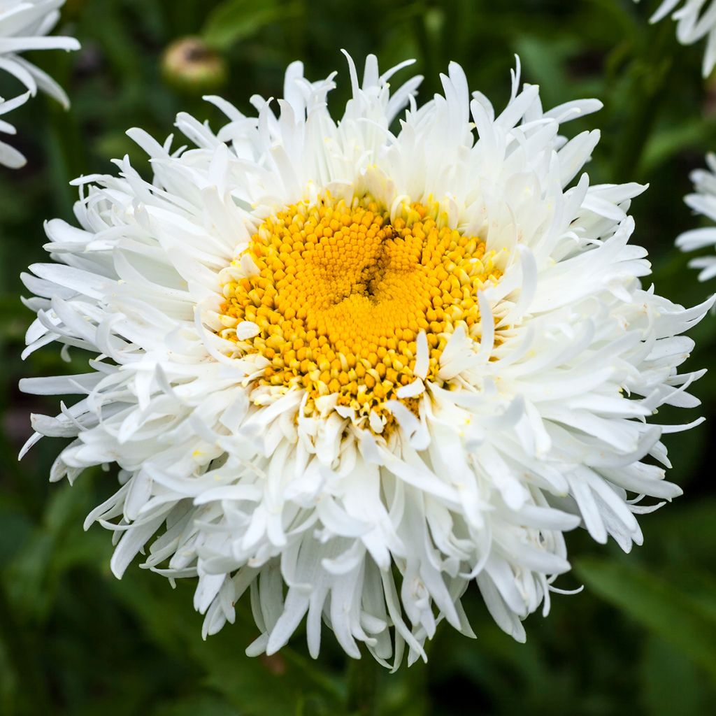 Großblumige Margerite Engelina - Leucanthemum