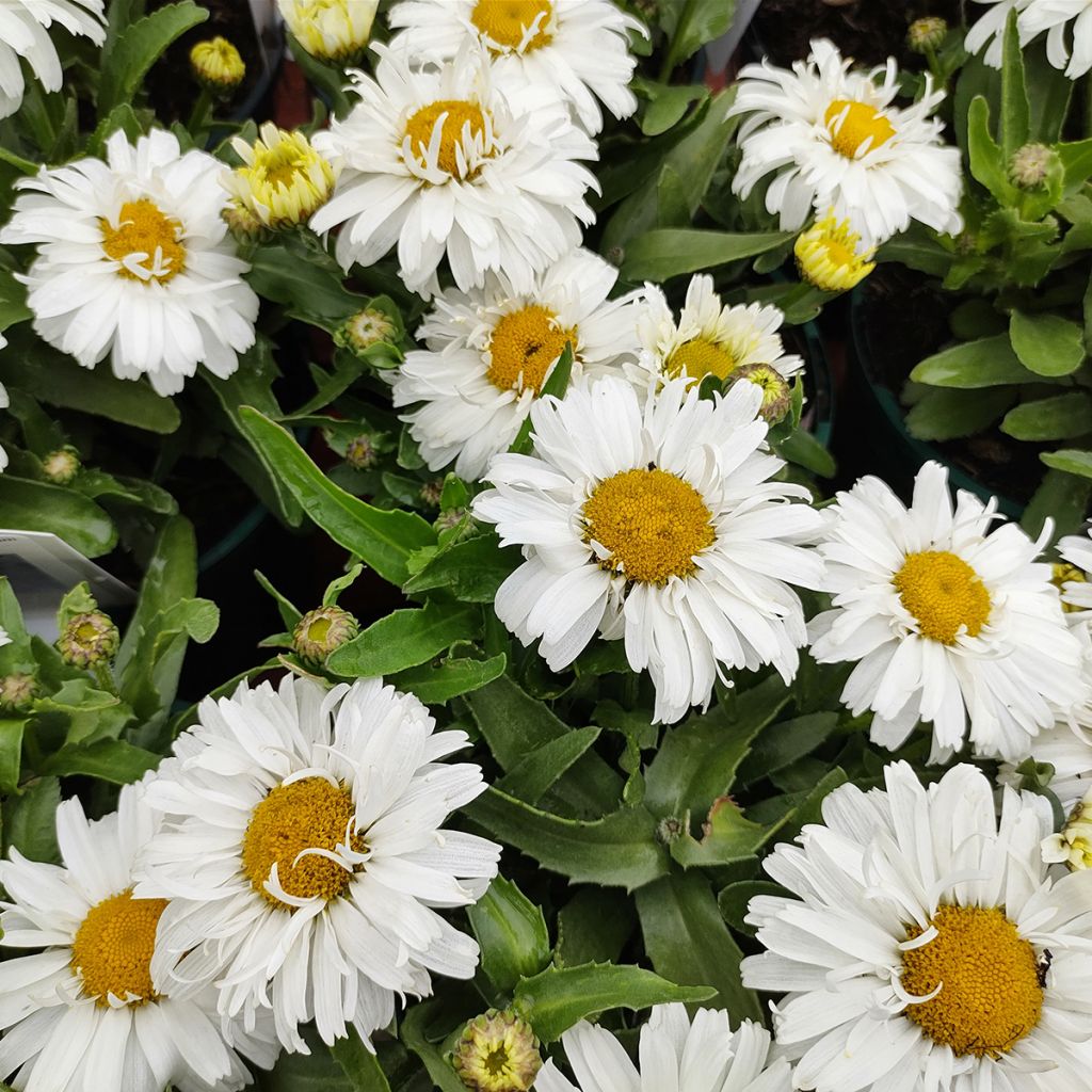 Großblumige Margerite Freak - Leucanthemum