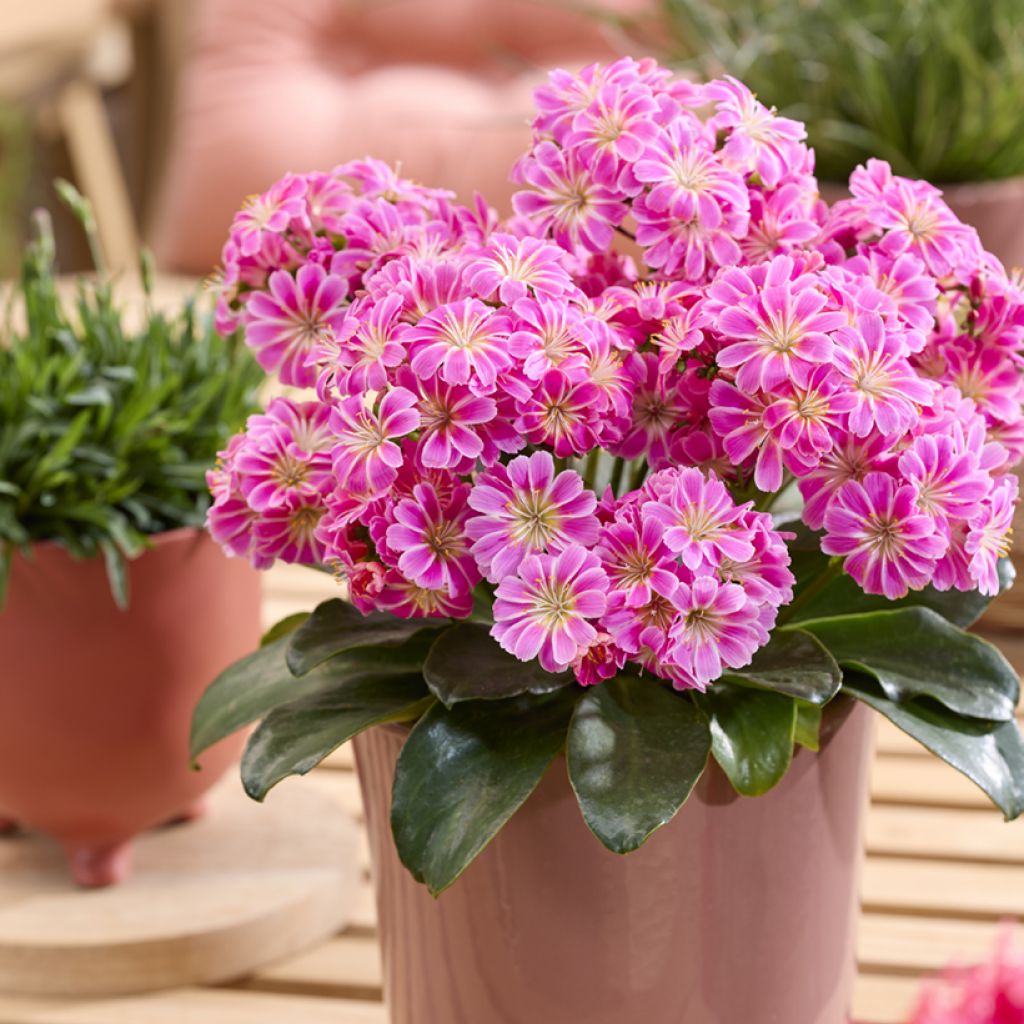 Lewisia Safira Tropic Pink
