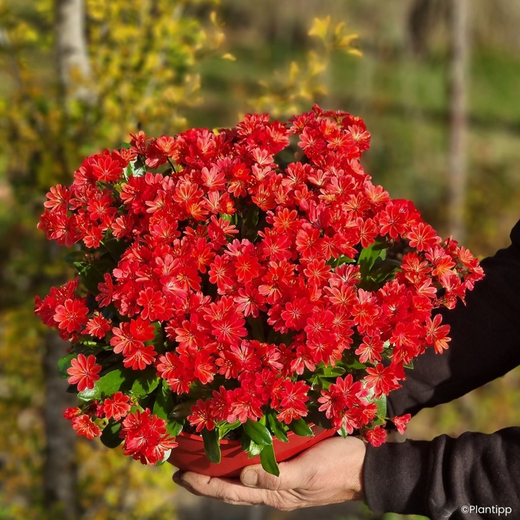 Lewisia Sunset Glow - Bitterwurz,