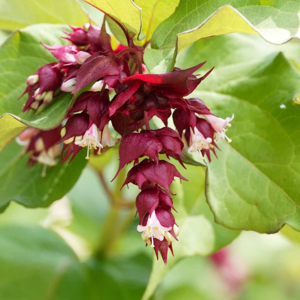 Leycesteria formosa Little Lanterns - Buntdachblume