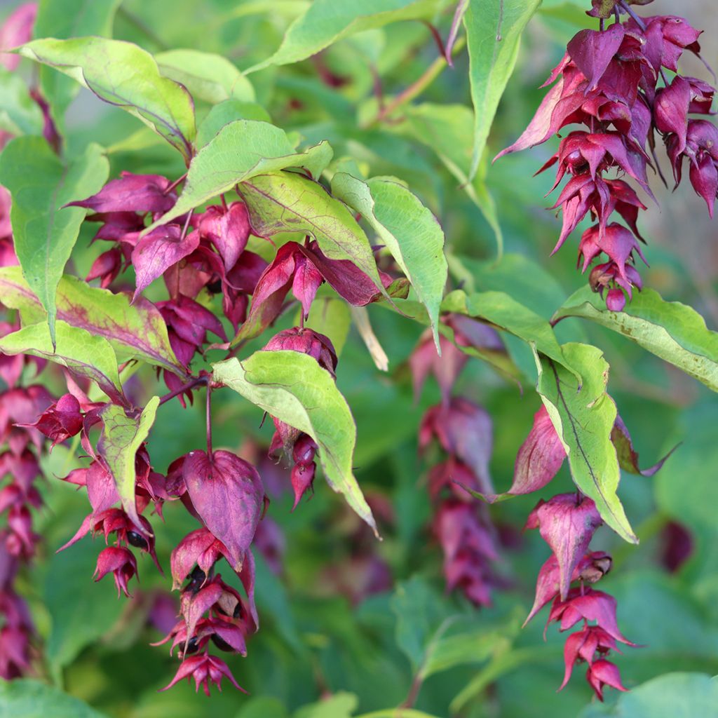 Leycesteria formosa (samen) - Buntdachblume