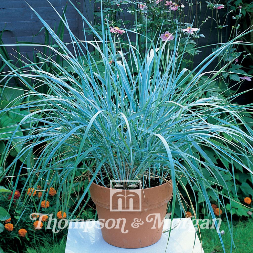 Leymus arenarius (Samen) - Strandroggen