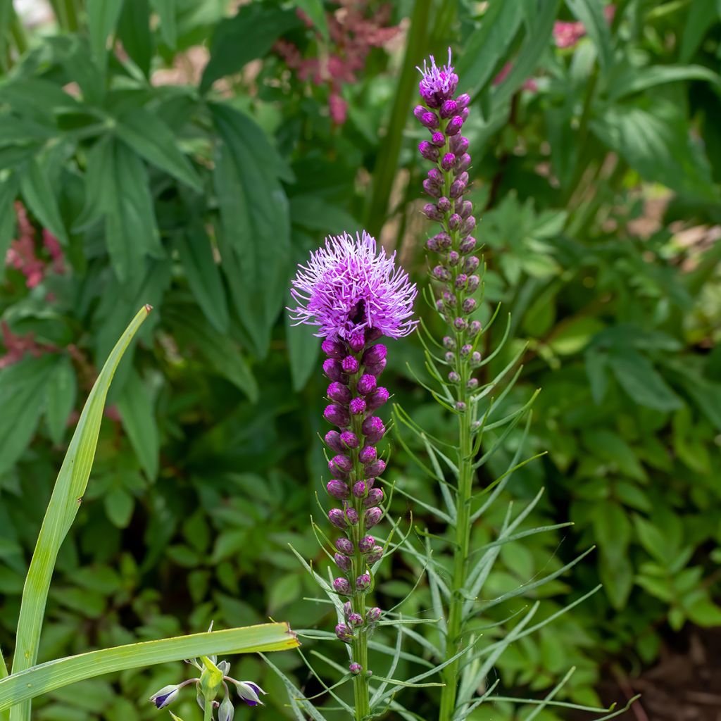 Ährige Prachtscharte Floristan Violett - Liatris spicata