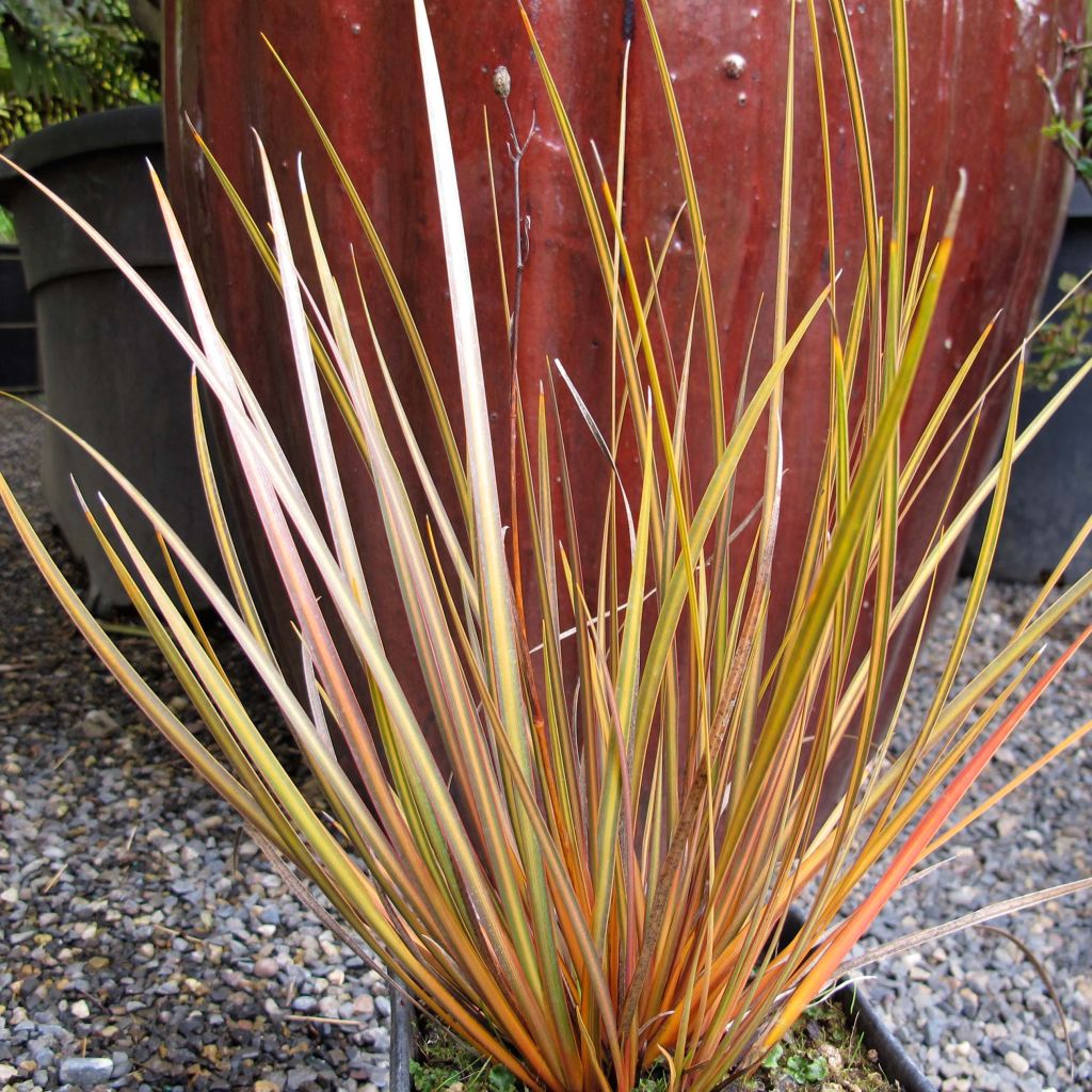 Libertia ixioides Taupo Blaze