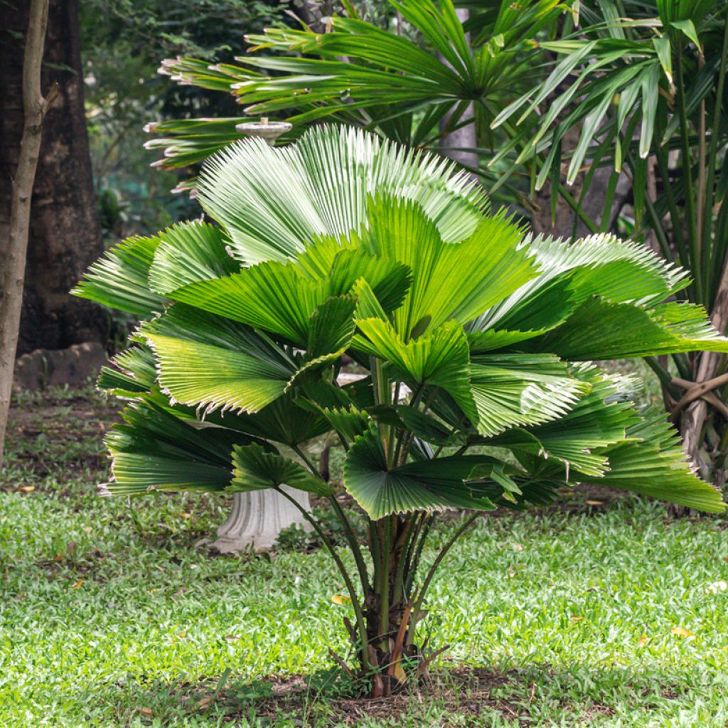 Licuala grandis - Großblättrige Strahlenpalme