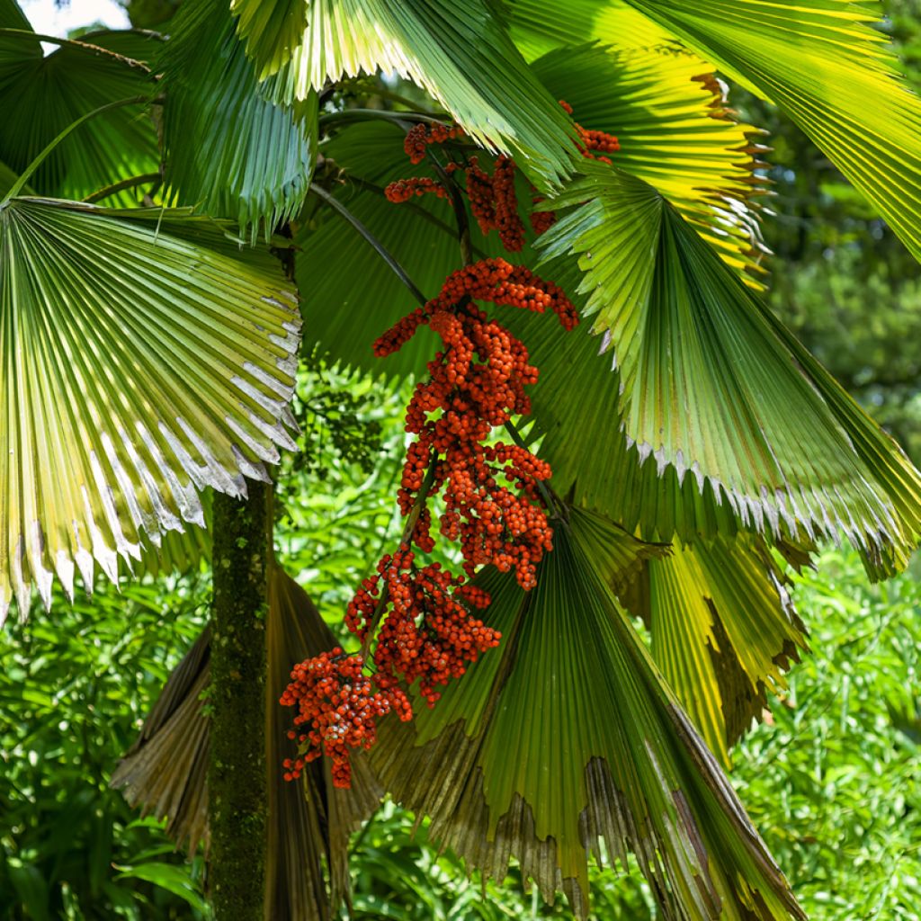 Licuala grandis - Großblättrige Strahlenpalme