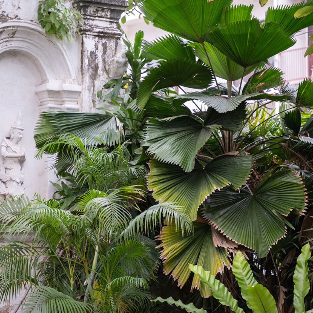 Licuala grandis - Großblättrige Strahlenpalme