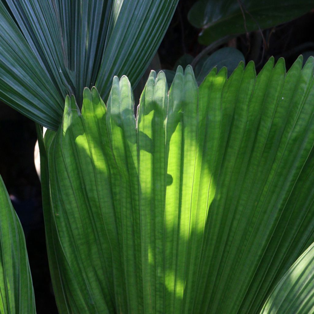 Licuala grandis - Großblättrige Strahlenpalme