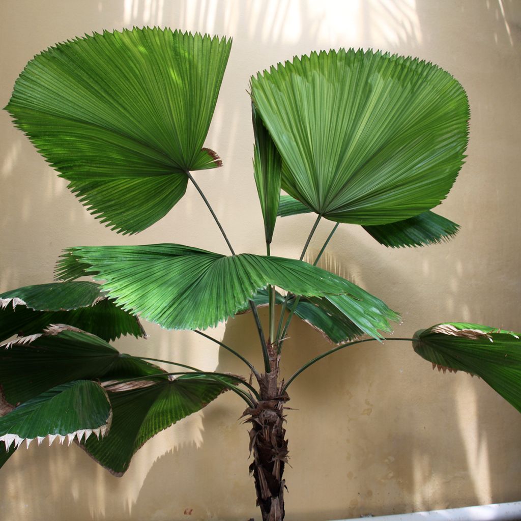 Licuala grandis - Großblättrige Strahlenpalme