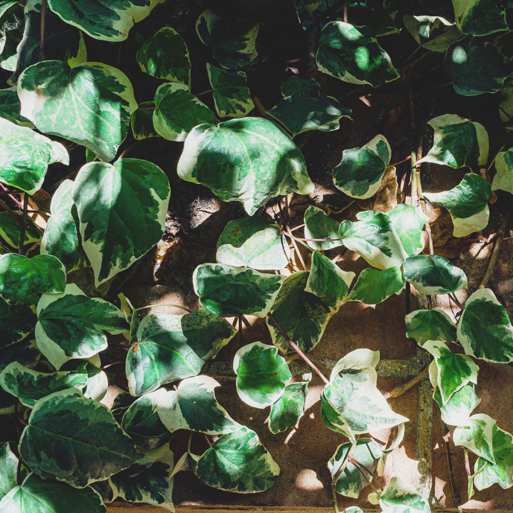 Efeu Marginata Elegantissima - Hedera helix