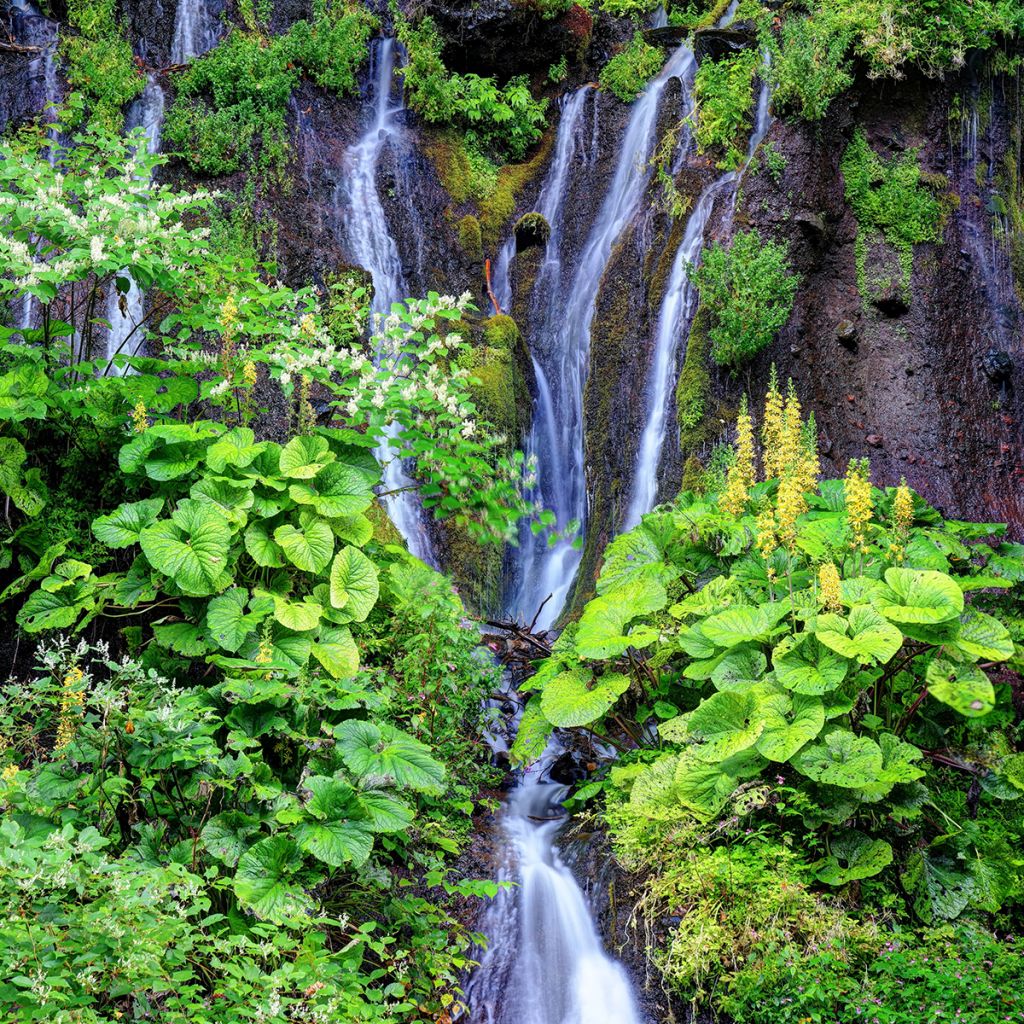 Ligularia fischeri - Fischers Goldkolben