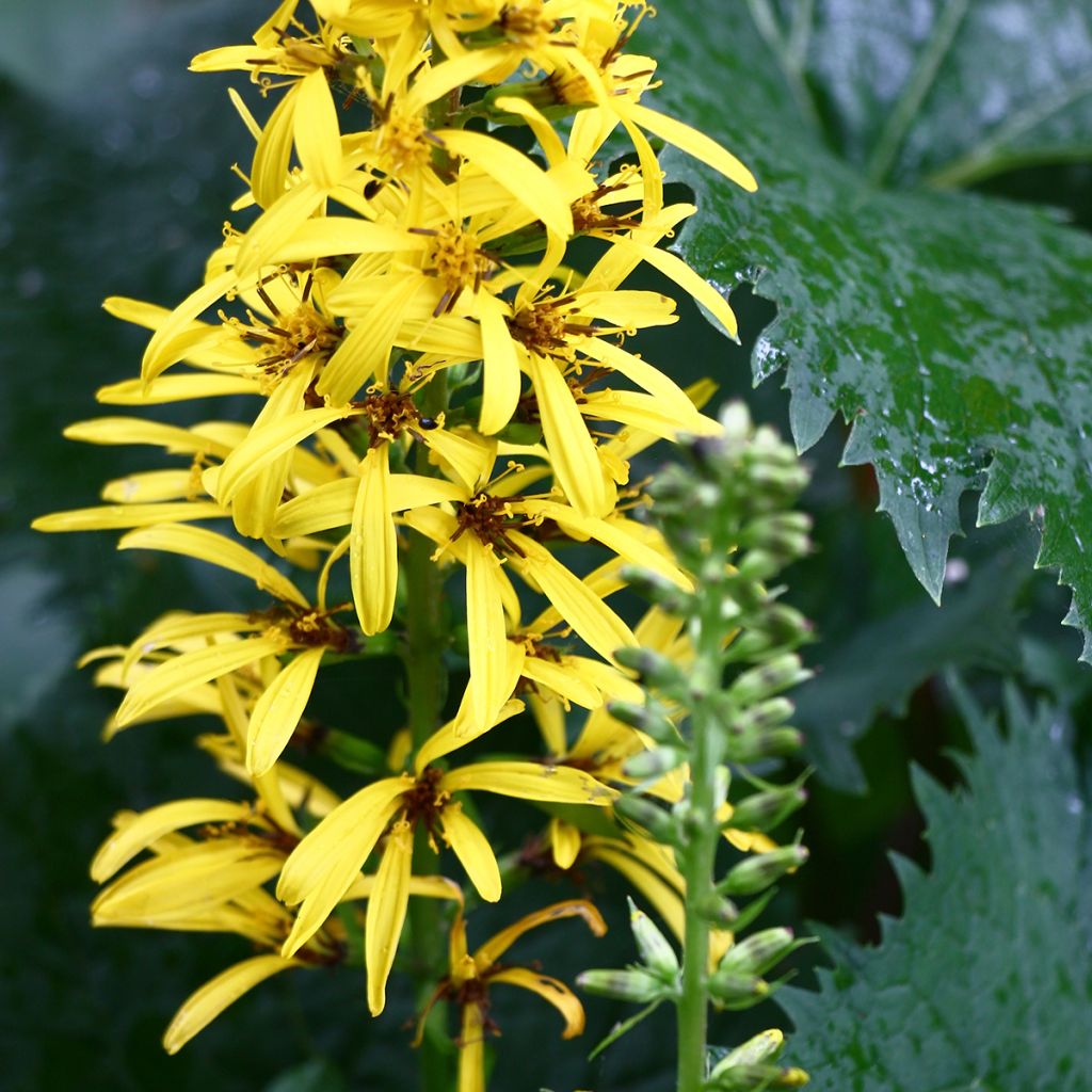 Ligularia stenocephala - Kerzen-Goldkolben