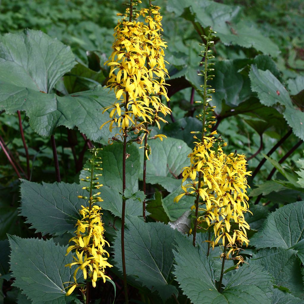 Ligularia stenocephala - Kerzen-Goldkolben
