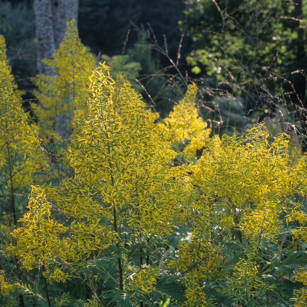 Ligularia tangutica - Goldkolben