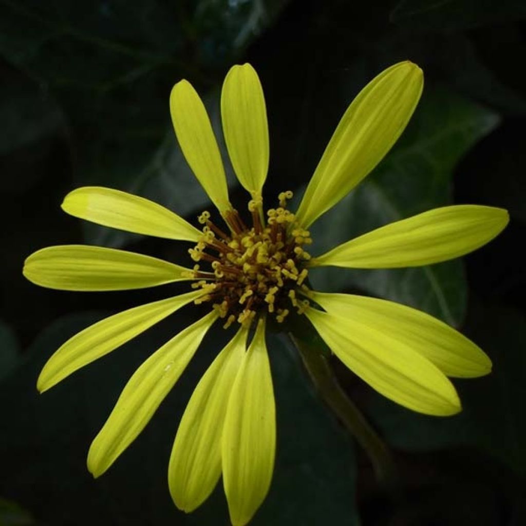 Ligularia Osiris Cafe Noir - Goldkolben