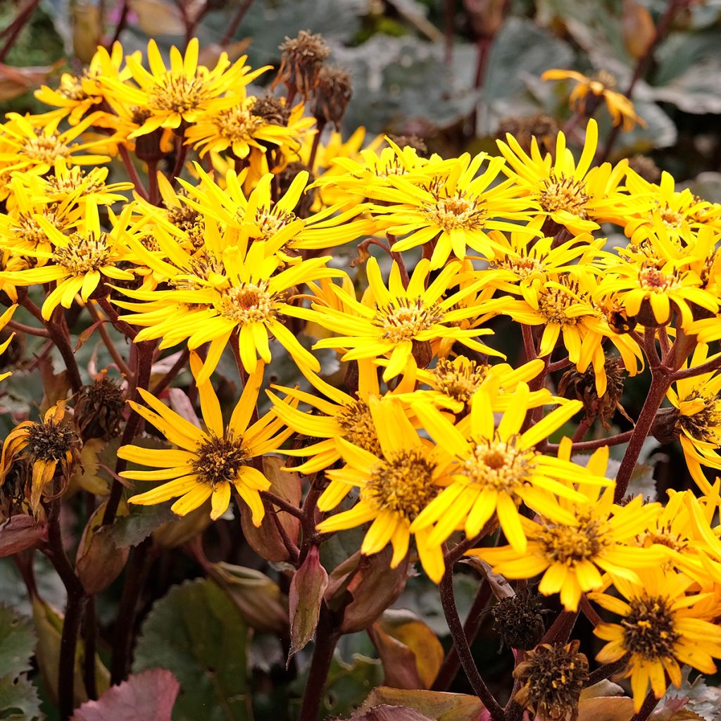 Ligularia dentata Britt-Marie Crawford - Strauß-Goldkolben