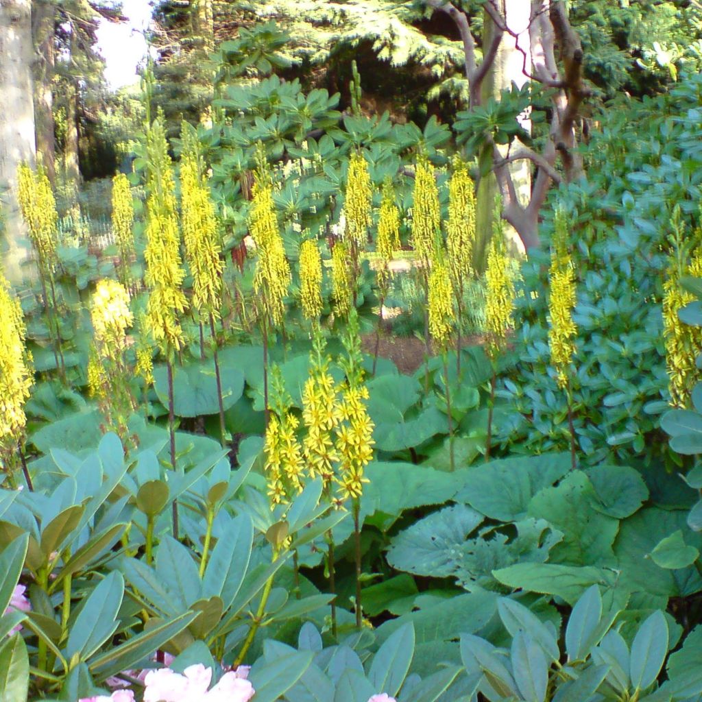 Ligularia fischeri - Fischers Goldkolben
