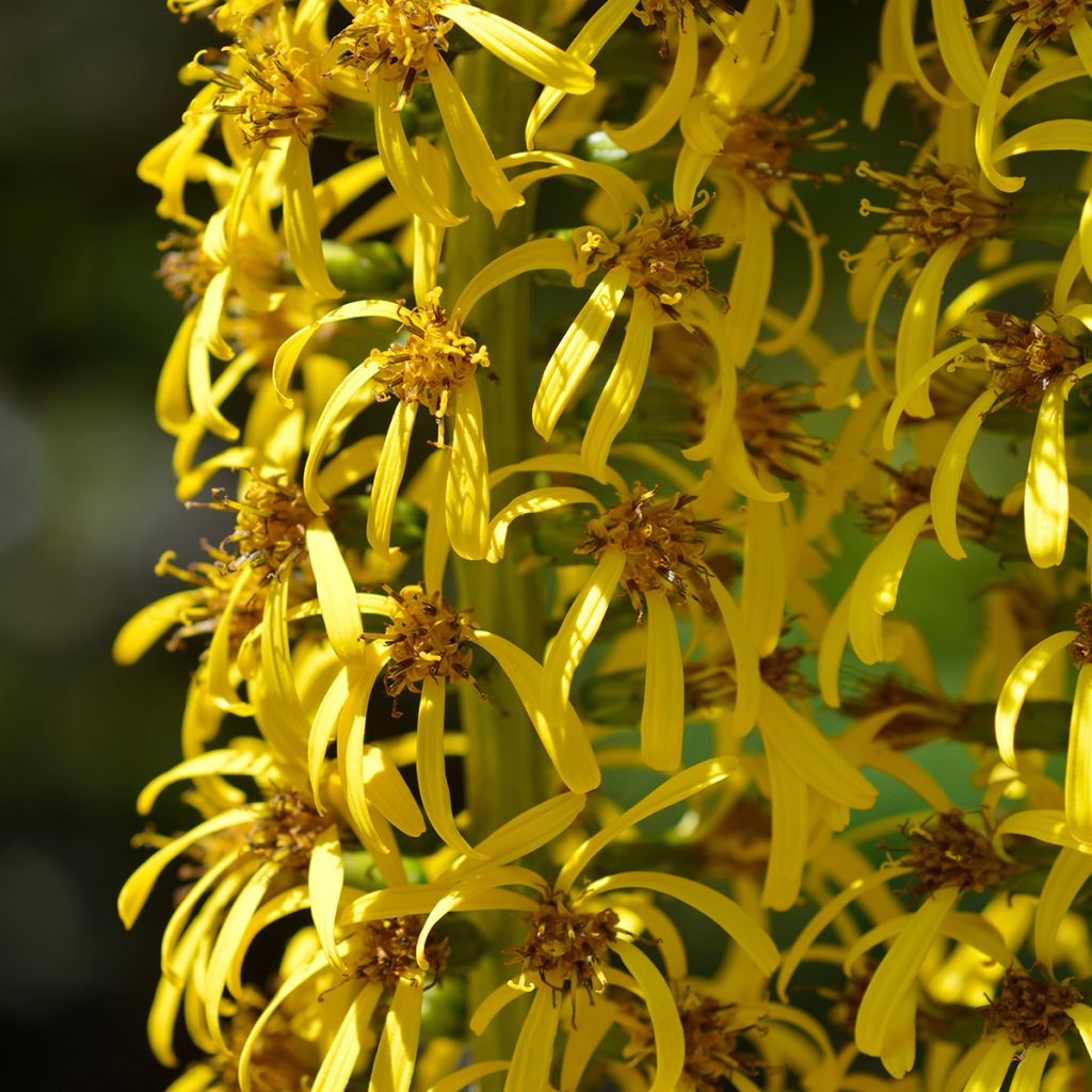 Ligularia wilsoniana - Wilson-Goldkolben