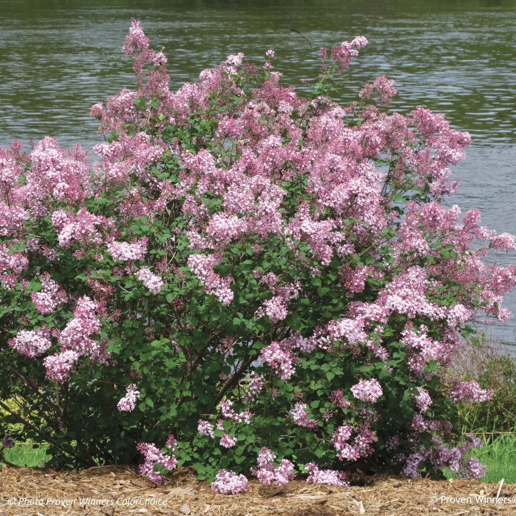 Syringa Pink Perfume - Zwerg-Duftflieder