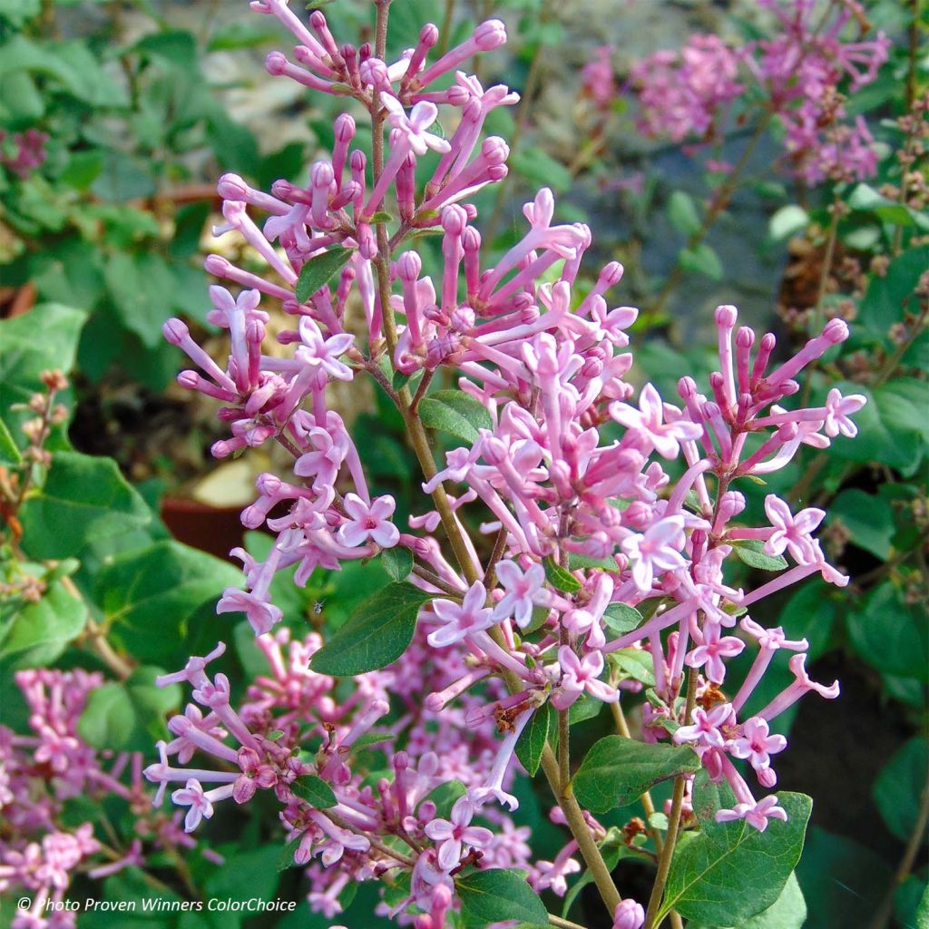 Syringa Pink Perfume - Zwerg-Duftflieder
