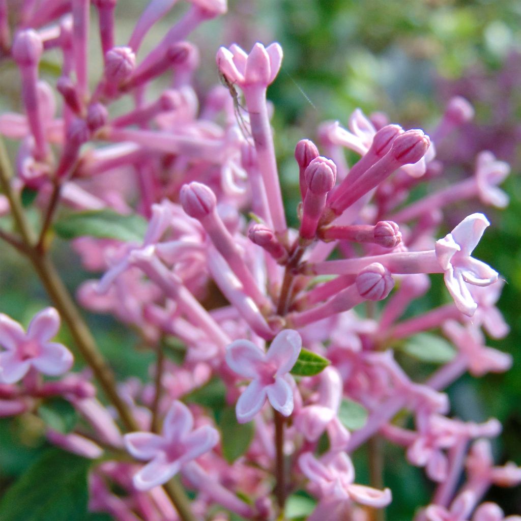 Syringa Pink Perfume - Zwerg-Duftflieder