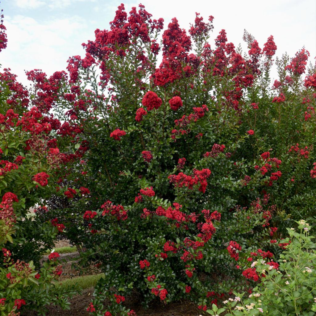 Chinesische Kräuselmyrte Ruffled Red Magic - Lagerstroemia