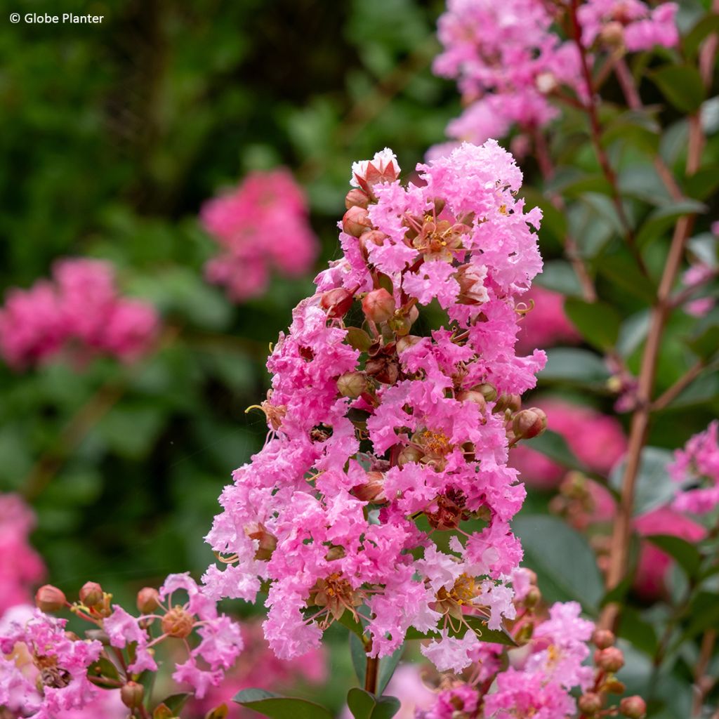Chinesische Kräuselmyrte  Gourmet Choco Pink - Lagerstroemia
