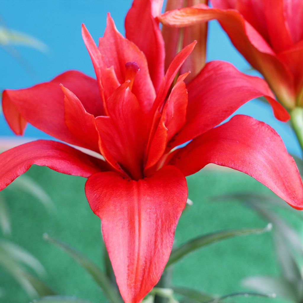 Asiatische Lilie Bald Eagle - Lilium