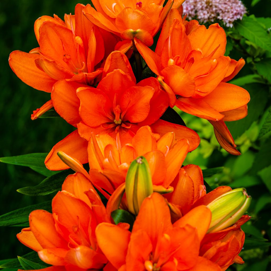 Asiatische Lilie Hulk - Lilium