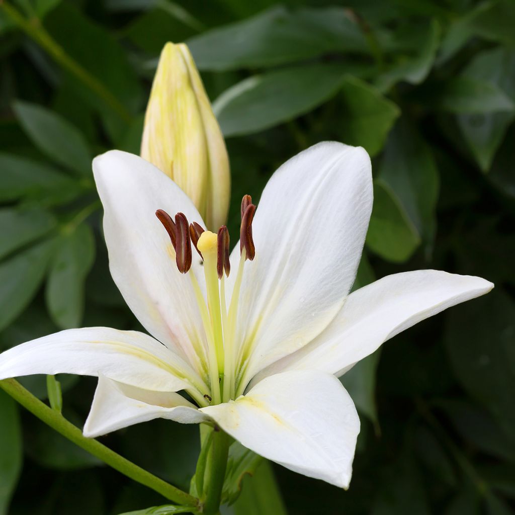 Asiatische Lilie Gwen - Lilium