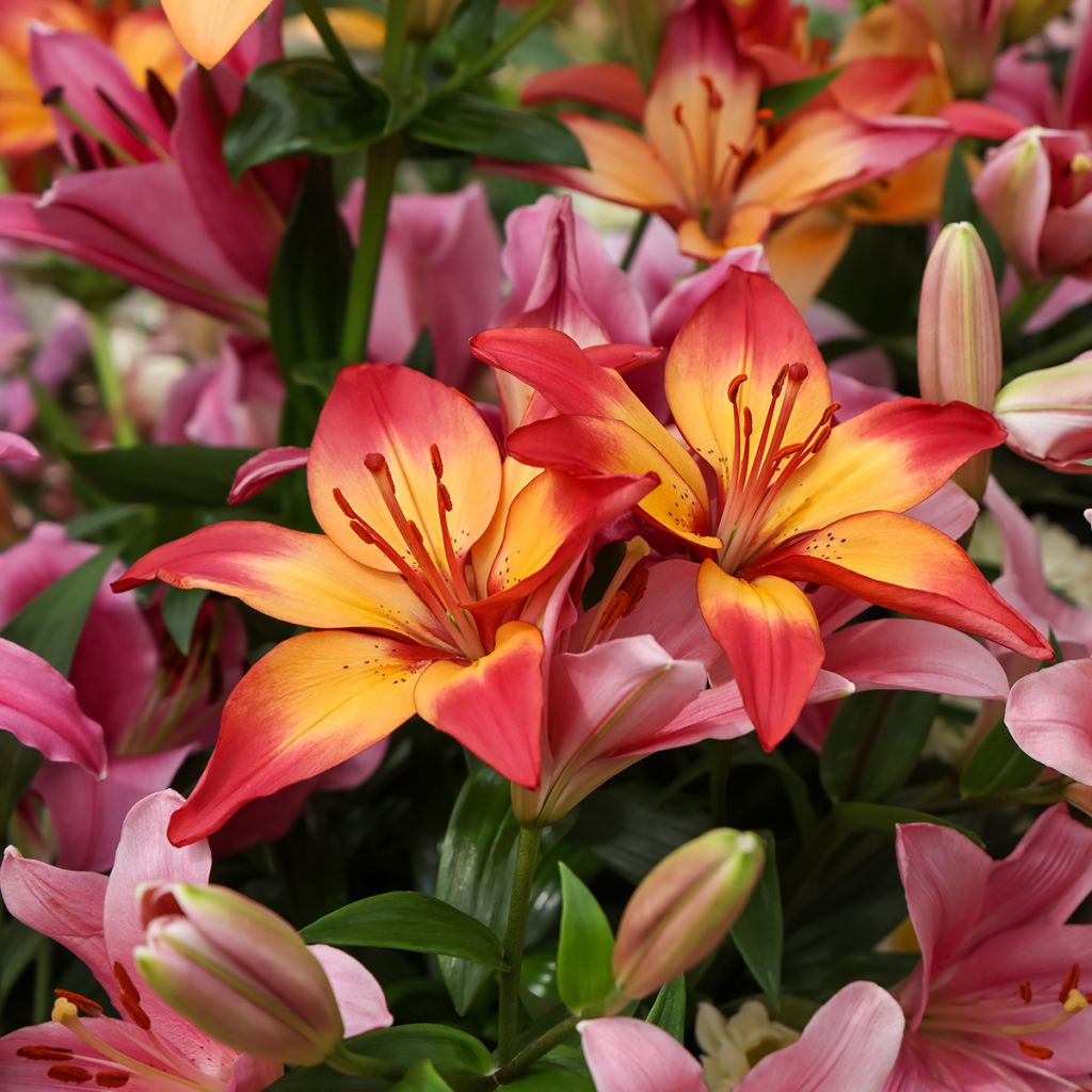 Asiatische Lilie Heartstrings - Lilium