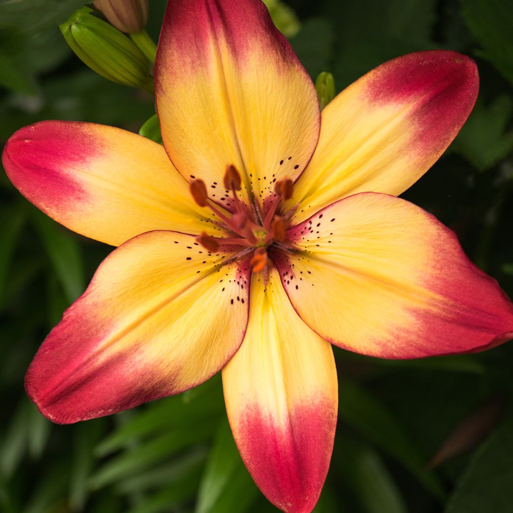 Asiatische Lilie Heartstrings - Lilium