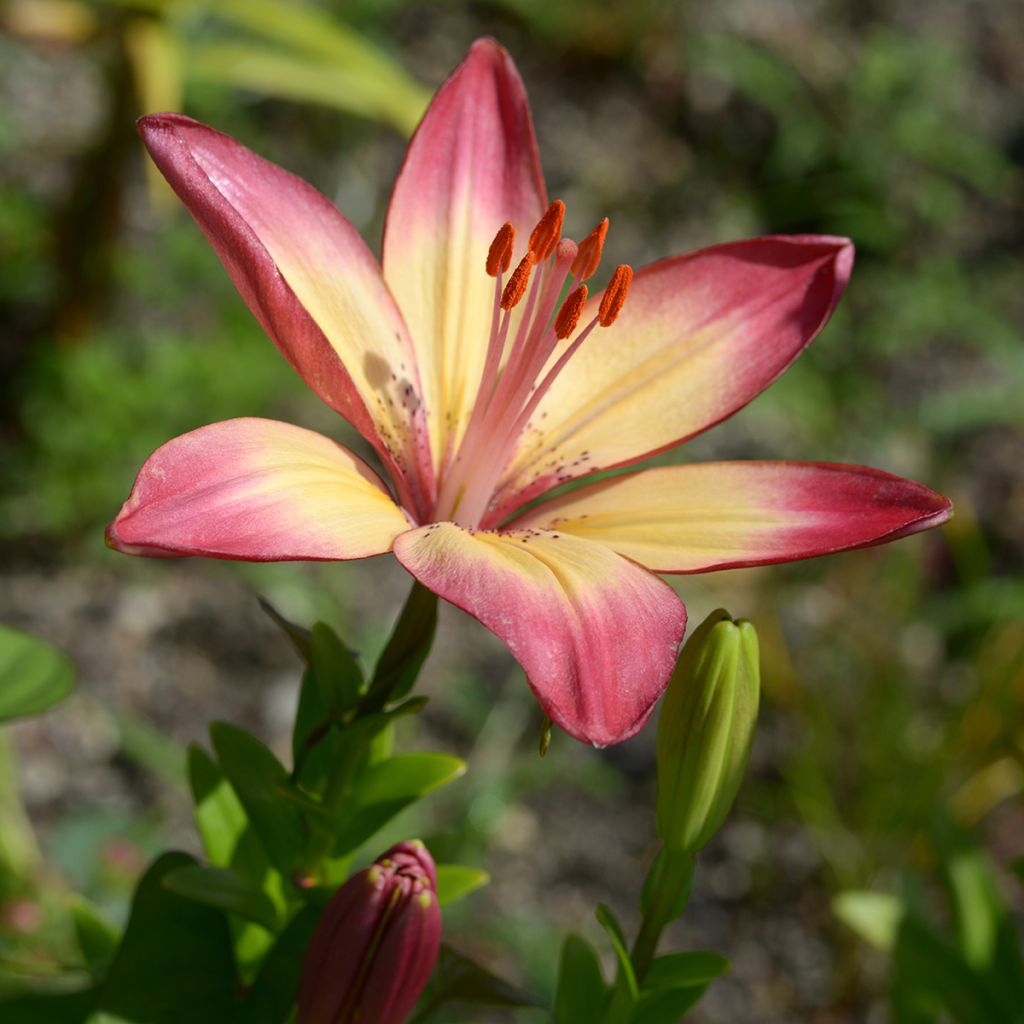Asiatische Lilie Heartstrings - Lilium