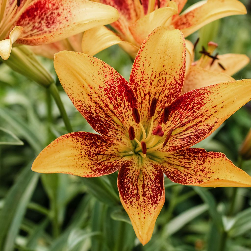 Asiatische Lilie Tribal Dance - Lilium