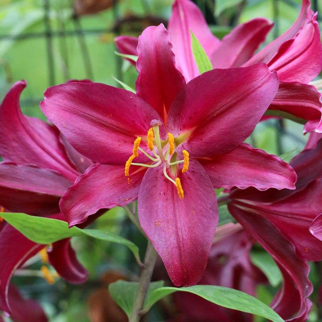 Orientalische Lilie Purple Prince - Lilium