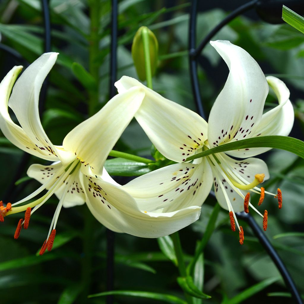 Asiatische Lilie Sweet Surrender - Lilium