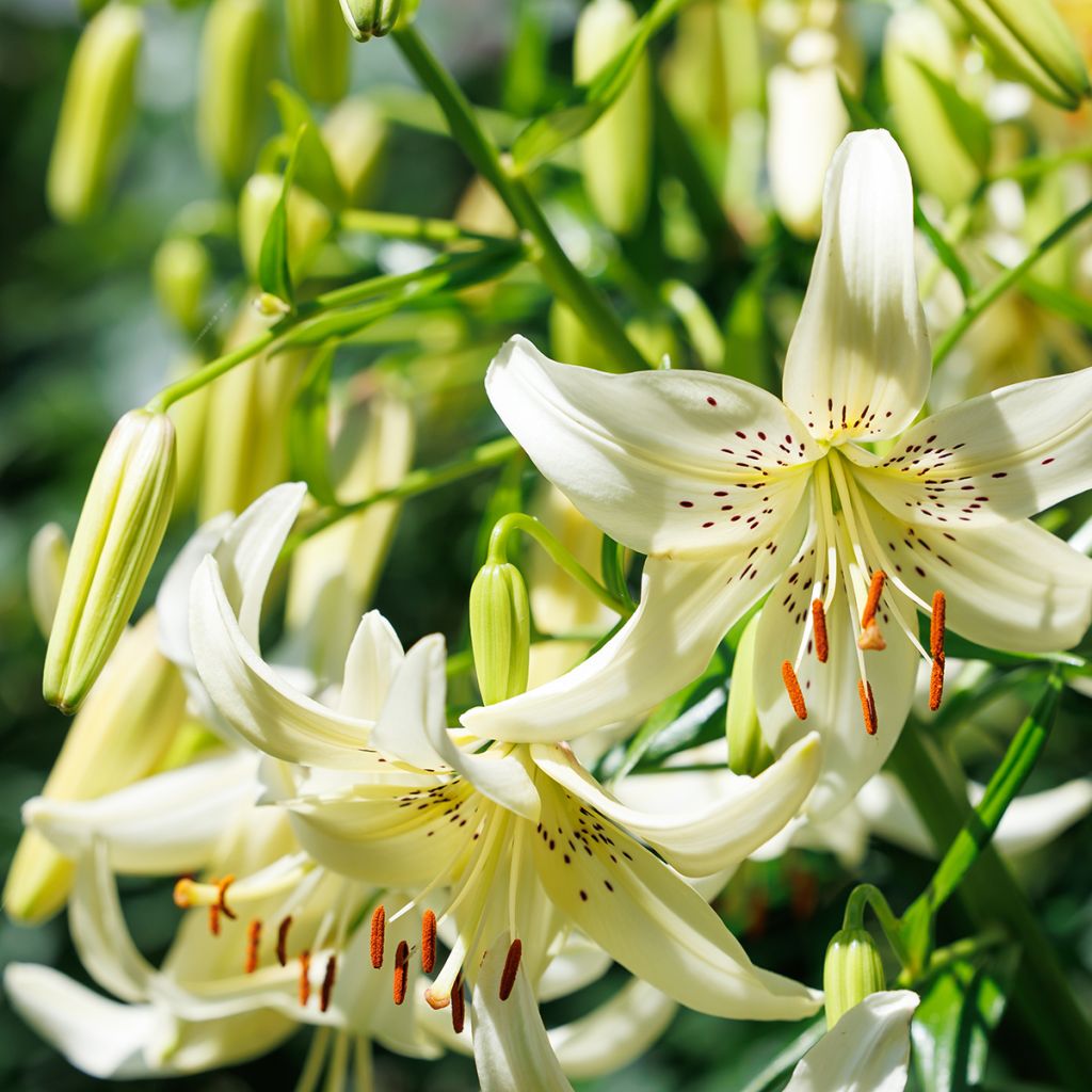 Asiatische Lilie Sweet Surrender - Lilium