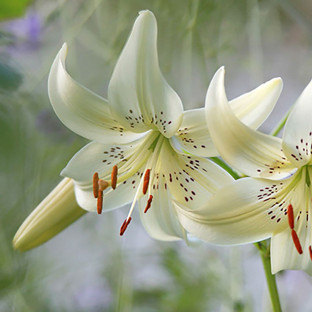 Asiatische Lilie Sweet Surrender - Lilium
